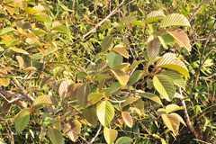 Dipterocarpus costatus